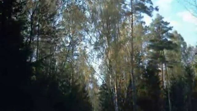 Лесной дорогой A walk along Forestry road смотреть онлайн
