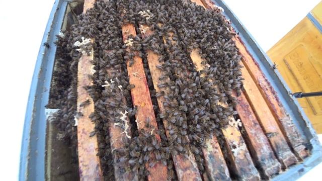 ЗИМОВКА ПЧЁЛ В УЛЬЯХ ППУ С ВЕРХНЕЙ ВЕНТИЛЯЦИЕЙ. смотреть онлайн