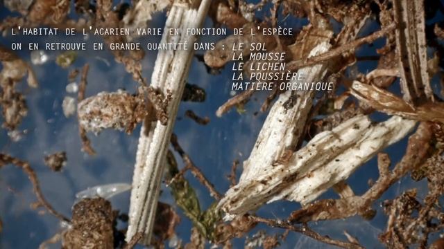 ALLONS VOIR DES ACARIENS ! Observation Microscopique #1 смотреть онлайн