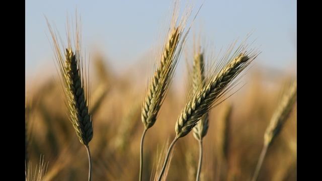 Ролик к 85-летию Ростовской области (автор Ковач Т.И.).avi смотреть онлайн