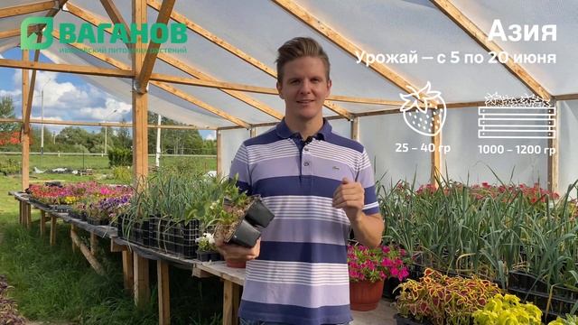 Рассада клубники сорта АЗИЯ: описание, урожайность и советы смотреть онлайн