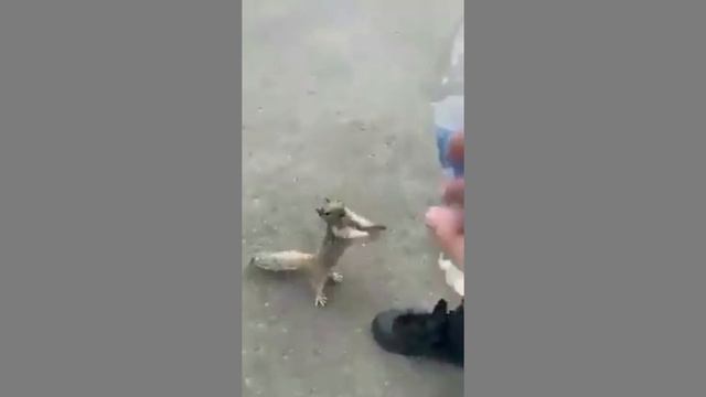 Viral Video Of Thirsty Squirrel Asking For Water Melts Hearts смотреть онлайн