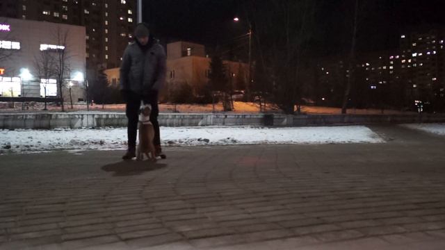 Американский стаффордширский терьер Амстафф 4 месяца /American staffordshire terrier 4 months смотреть онлайн