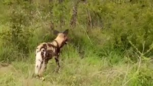 Львы. Животные дикой Африки...охота