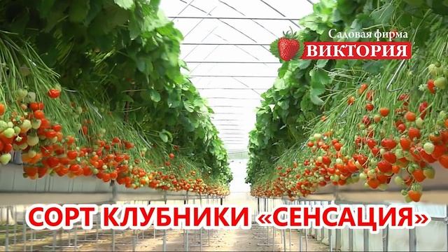 Земляника Сенсация смотреть онлайн