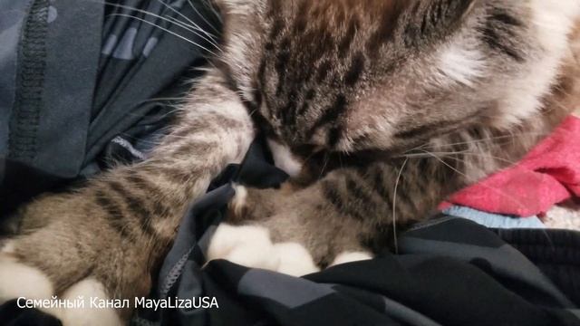 ПОКУПКИ из Костко на $398.51 ВЛОГ Многодетной мамы. Как я провожу Время с детьми. Большой выпуск. смотреть онлайн