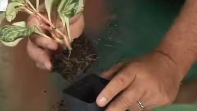 Growing Variegated Peperomia Plants смотреть онлайн