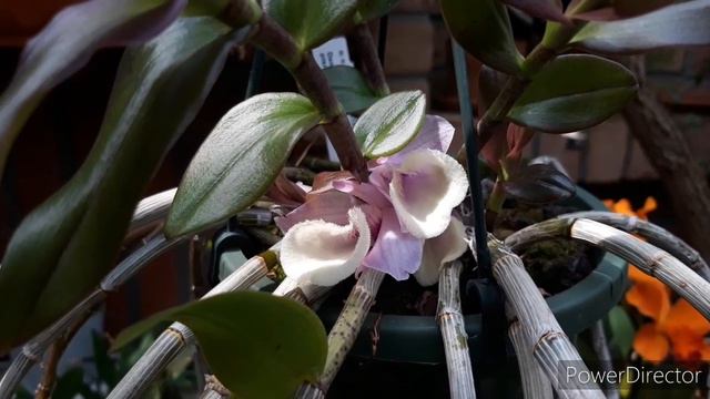 Странные орхидеи). Цветение из культышки Дендробиуи pieradii. смотреть онлайн