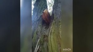 Как извлечь пчёл из дупла.