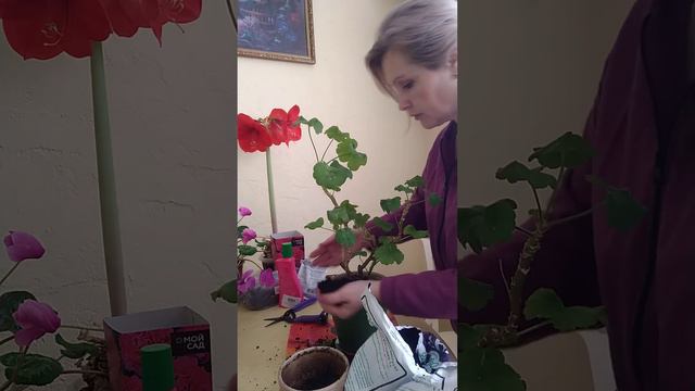 Пересадка, обрезка, черенкование герани домашней (пеларгонии) зимой.