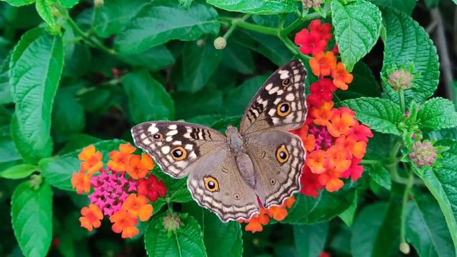 Нежная музыка, успокаивает нервную систему и радует душу 🌿 лечебная музыка для сердца и сосудов смотреть онлайн