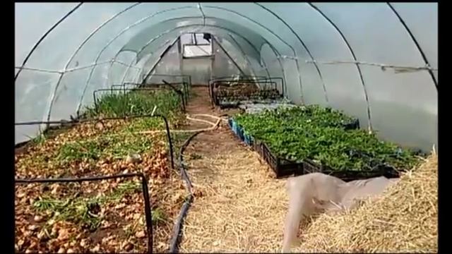 Обо всем и сразу, и - клубника.