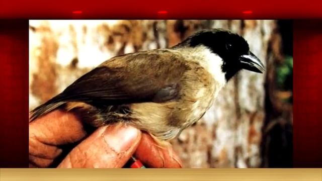 25 Animals That Have Gone Extinct Within Past Decades смотреть онлайн