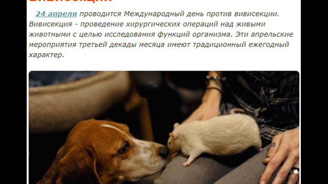 24 апреля - Лазарева суббота, День веретинара, водопроводочника, и свиньи в одеяле смотреть онлайн
