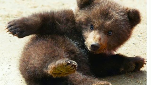 Мишка косолапый. Агния Барто. смотреть онлайн