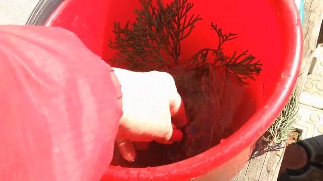 Весенняя посадка туи и можжевельника черенками . смотреть онлайн