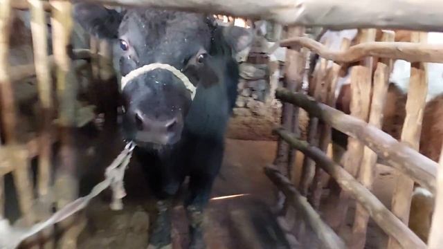 Уй шароитида арзон ва фойдали мол бокиш сирлари??