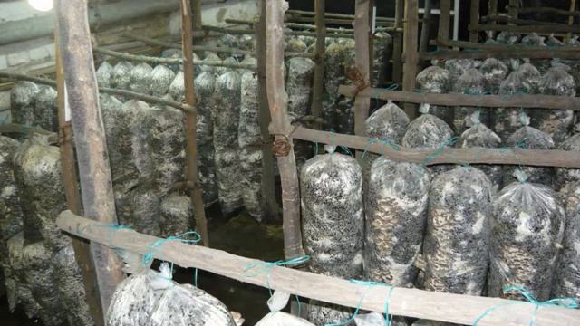 Выращивание вешенки в домашних условиях. Какое помещение выбрать для выращивании вешенки. смотреть онлайн