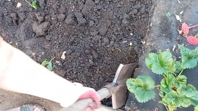 #Клубника. Подготовка почвы к посадке клубники. Грядка для клубники. смотреть онлайн
