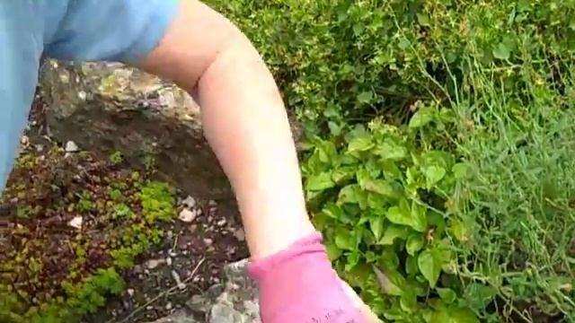 Pruning A Helianthemum1