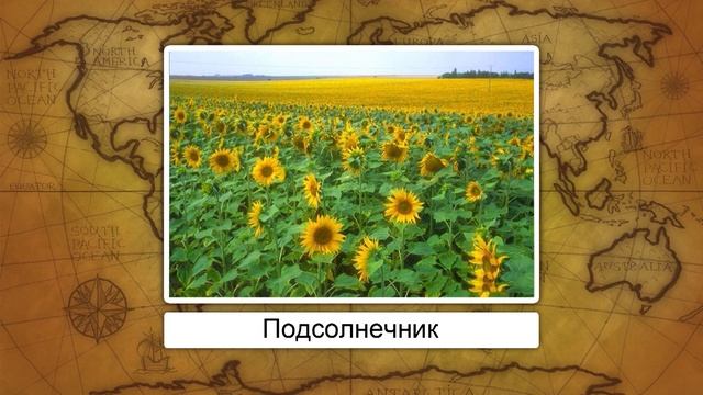 География сельского хозяйства. Технические культуры и животноводство. Видеоурок по географии 9 клас смотреть онлайн