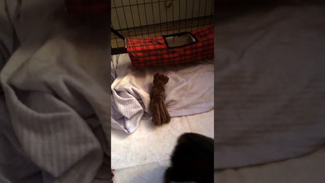 Bjørn´s first training - 6,5 weeks смотреть онлайн