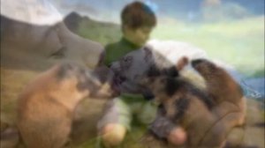 Гимн защитников животных