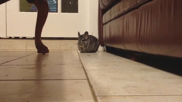 шиншилла, иди ко мне! смотреть онлайн