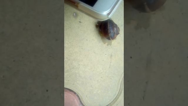 Приколы(4) смотреть онлайн