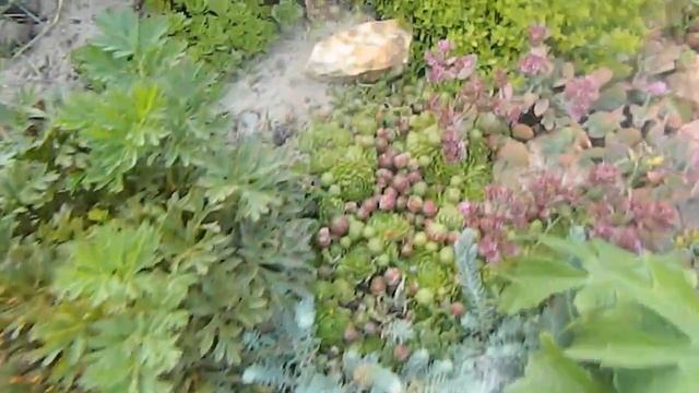 Почвопокровники - Любимые цветы Чабрец Флоксы смотреть онлайн