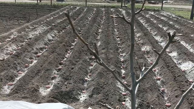 Мотоблок агат посадка картошки 2023г новости с моего огорода смотреть онлайн