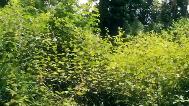 Sneak Attack Squad Searches for the Legendary Sasquatch In Washington! смотреть онлайн