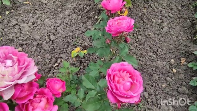 Прекрасные розы для сада и розария ??? RoseBushes.ru смотреть онлайн