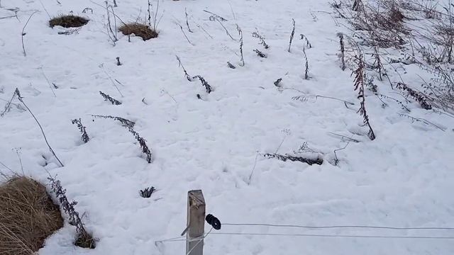 ЭЛЕКТРОПАСТУХ (ЭЛЕКТРОИЗГОРОДЬ). САМЫЙ ДЕШЁВЫЙ ВАРИАНТ смотреть онлайн