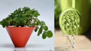 Пилея монетолистная и мелколистная, другие виды — уход в домашних условиях