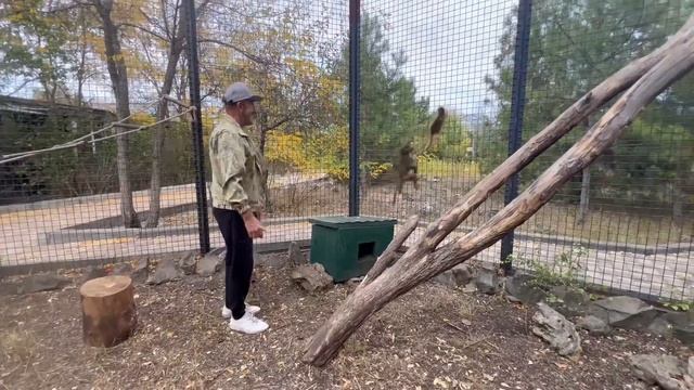 Люська ПРИБЕЖАЛА ДОМОЙ,но не нашла там детей и СБЕЖАЛА из дома,а потом и из вольера с Маней и Степо смотреть онлайн