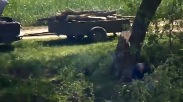 пилят вербы на ставке. смотреть онлайн