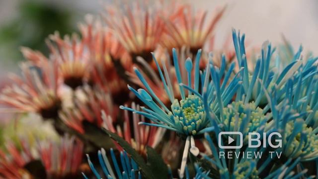 Bud Flowers Florist Shop in Armadale VIC offering Bouquet and Floral Design смотреть онлайн