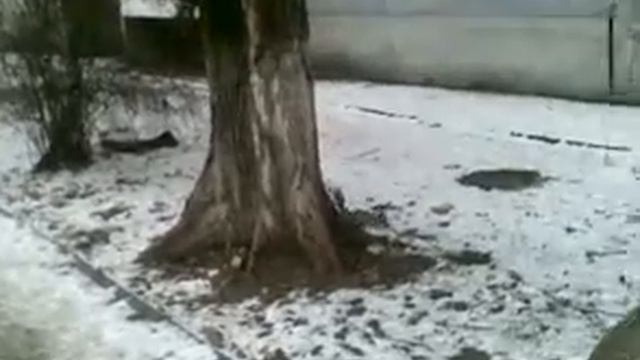 Белка во дворе Краснодар Экология смотреть онлайн