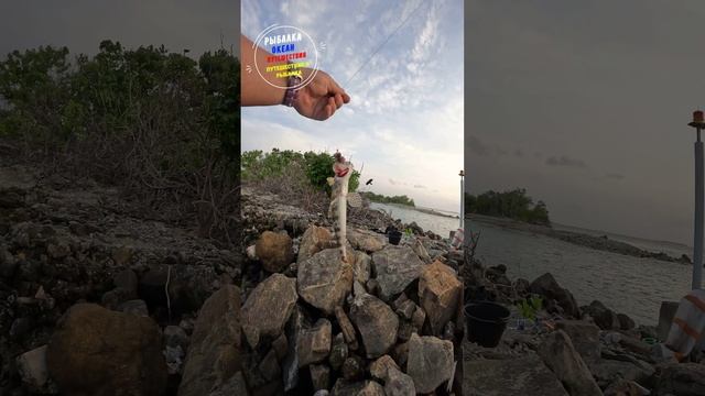 Рыбалка на Мальдивах. В океане много ядовитых рыб.