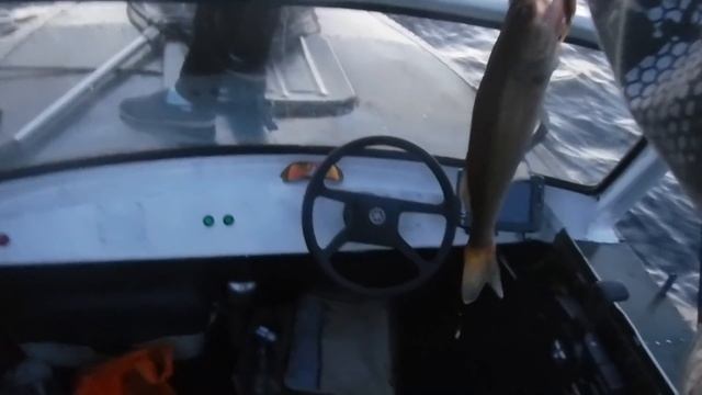 не очень удачная ловля хищника на ДВХ в июне смотреть онлайн