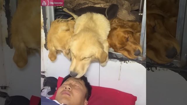 The life of a homeless man and three stray dogs?Owner cooks eggs for golden retriever dog? смотреть онлайн