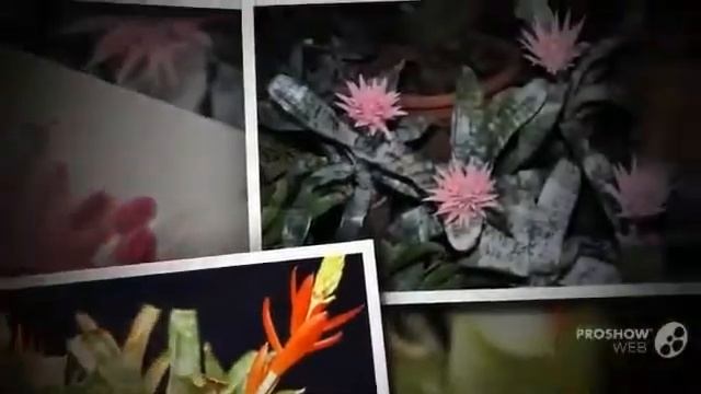 Цветы Эхмея (Aechmea flower) смотреть онлайн
