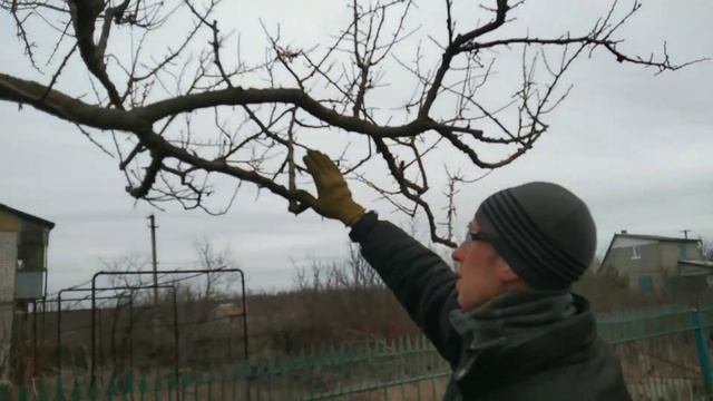 Обрезка абрикоса СТАРОГО, или как обрезать абрикос ЗАПУЩЕННЫЙ ГРАМОТНО. Часть 2. смотреть онлайн