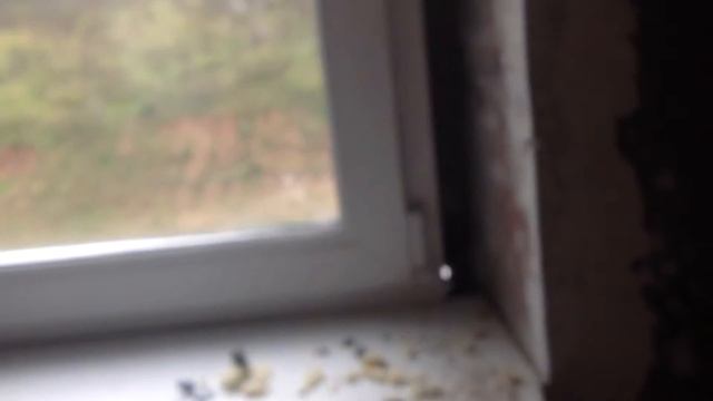 Окно в зале - разборка смотреть онлайн