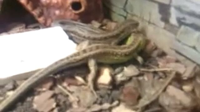 Прыткие ящерицы смотреть онлайн