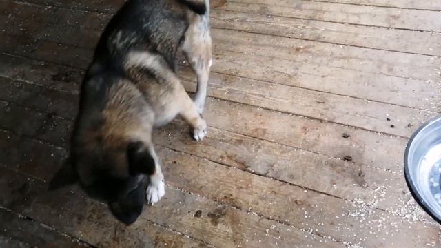 Акита ину американской селекции. смотреть онлайн