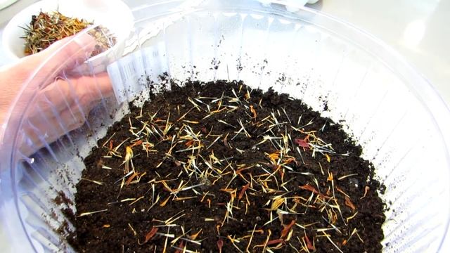 Бархатцы сеем правильно просто и быстро. смотреть онлайн