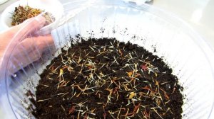 Бархатцы сеем правильно просто и быстро.