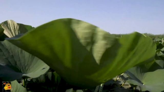 Розовые лотосы, Ахтанизовский лиман смотреть онлайн